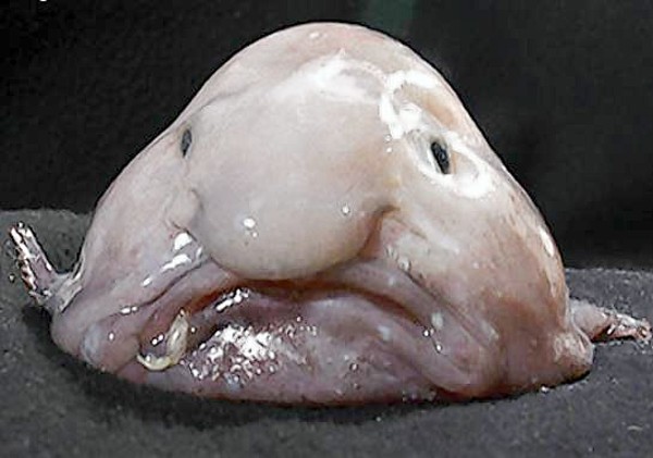 10 Creepiest Creatures