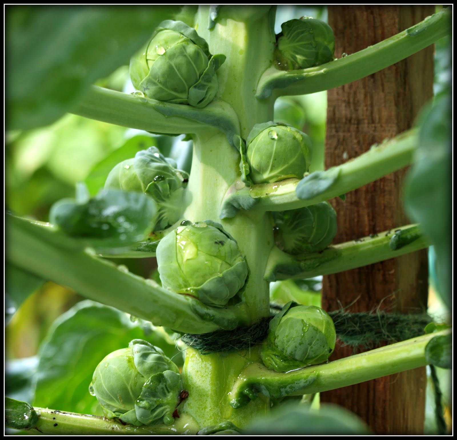 Mark�s Veg Plot Brassica update