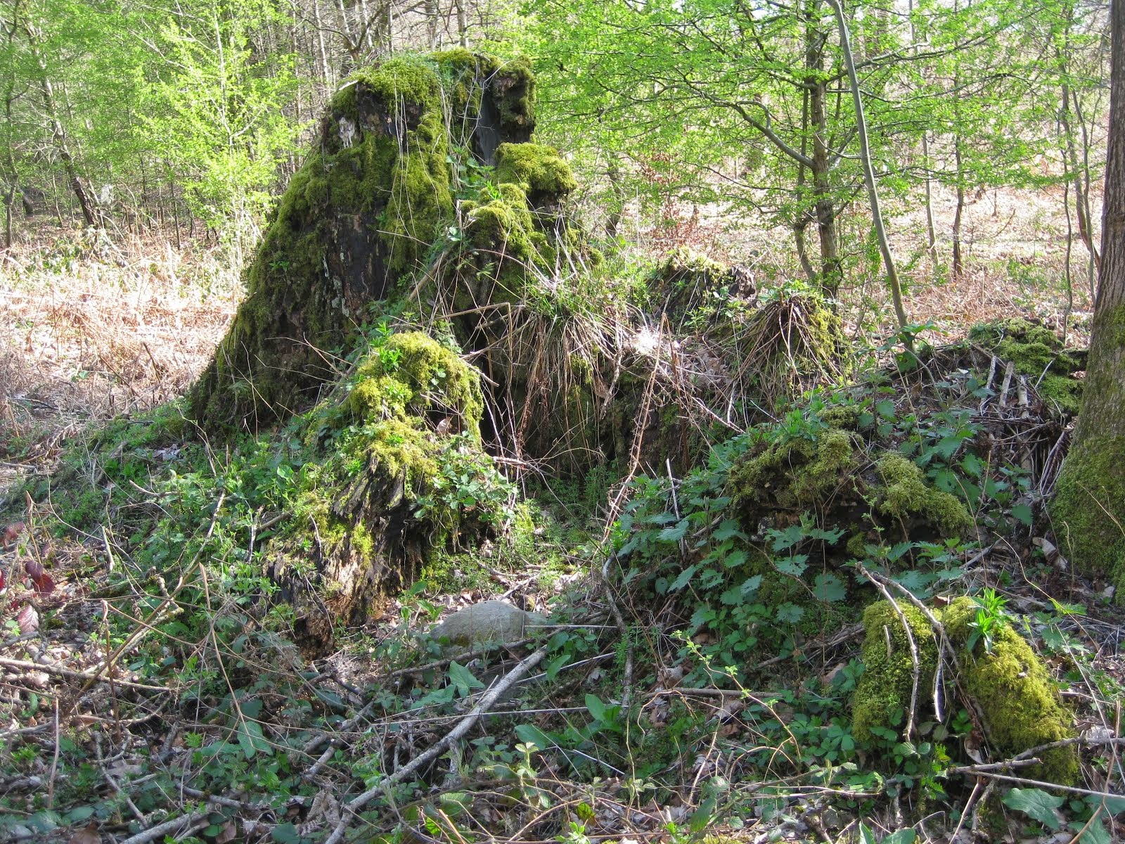 remaining stump in 2014