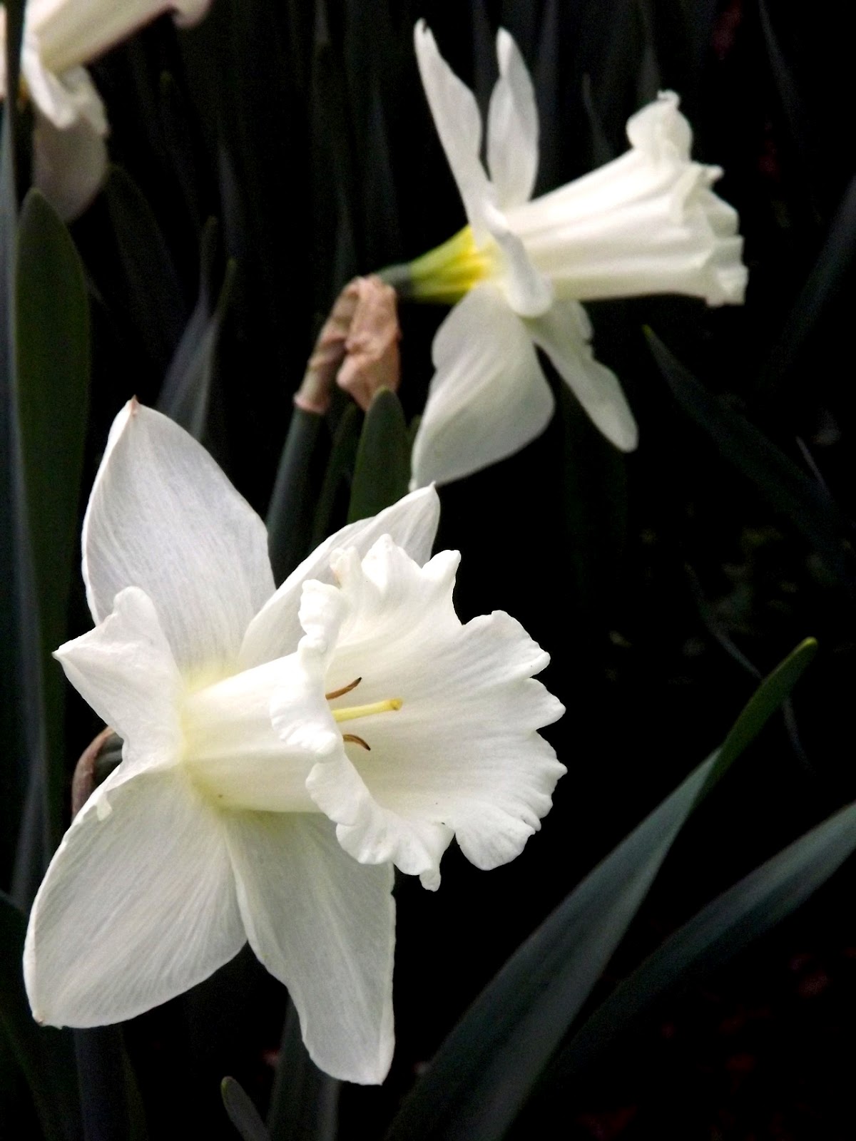 daffodil white Botanical art, Daffodils, Botanical