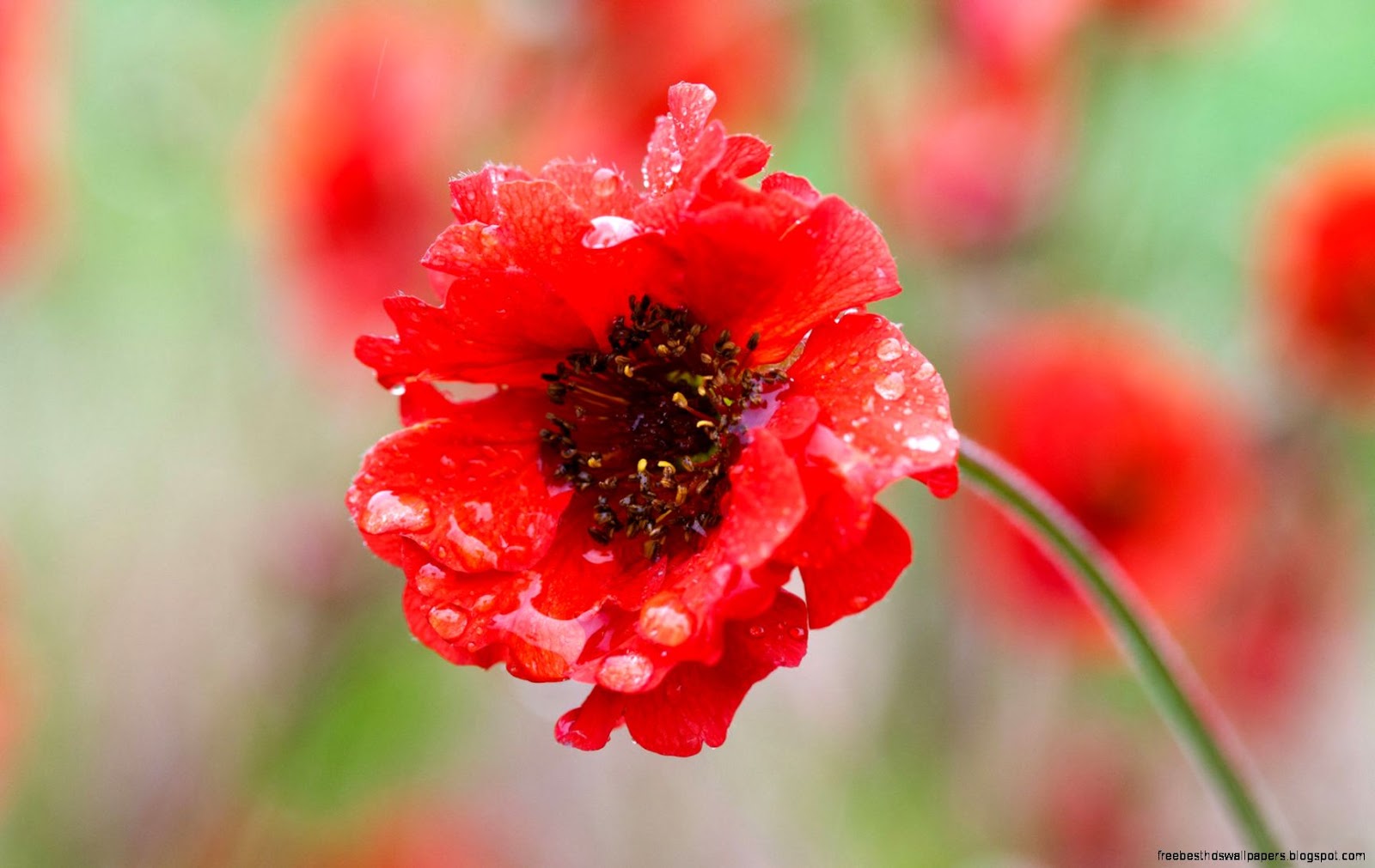 Red Flower Petals Red Flower Petals