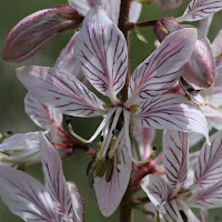 Dictamnus hispanicus - Burning Bush - Vuurwerkplant - Tarraguillo- Fraxinelle - Aschwurz