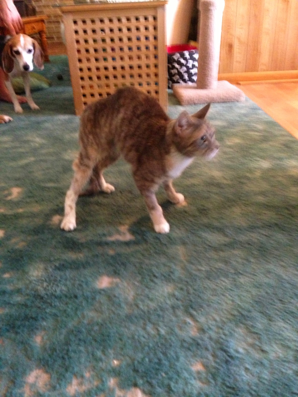 Diary of a RealLife Veterinarian Paralyzed Cats. When Happy Endings