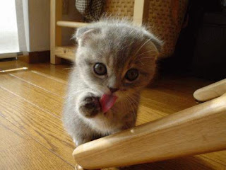 cute-cats-cute-kittens-9820587-500-375
