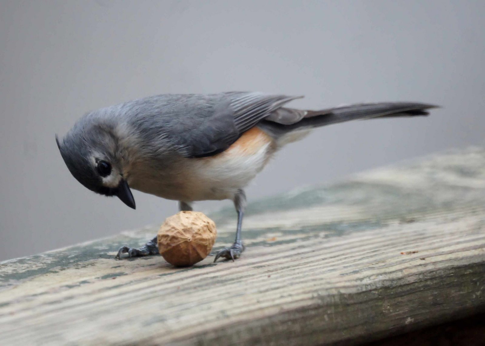 NJ Bird Photos Birds of New Jersey March 25, 2012
