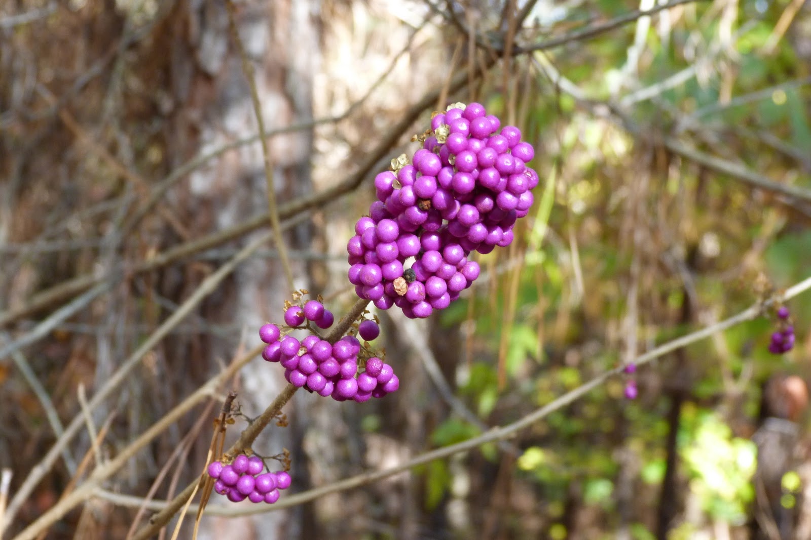Dewberry Lands Wildflower Pictures