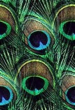 Peacock pictures