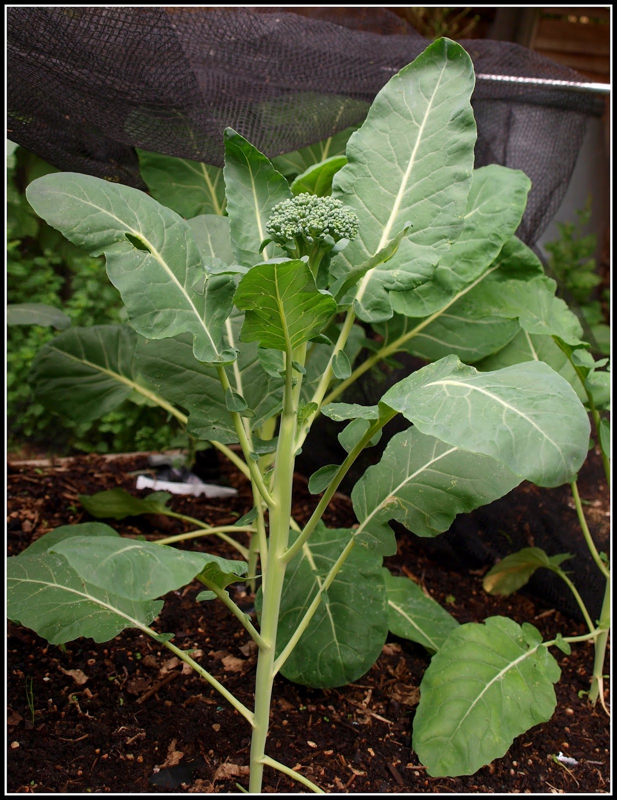 Mark�s Veg Plot When will my Broccoli be ready?