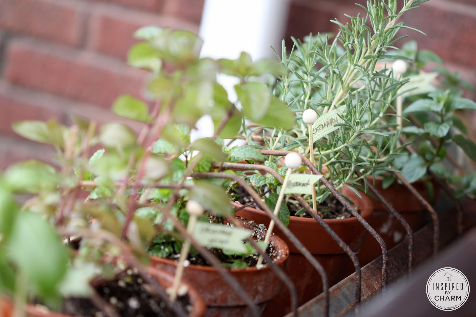 Chicken Feeder Herb Garden