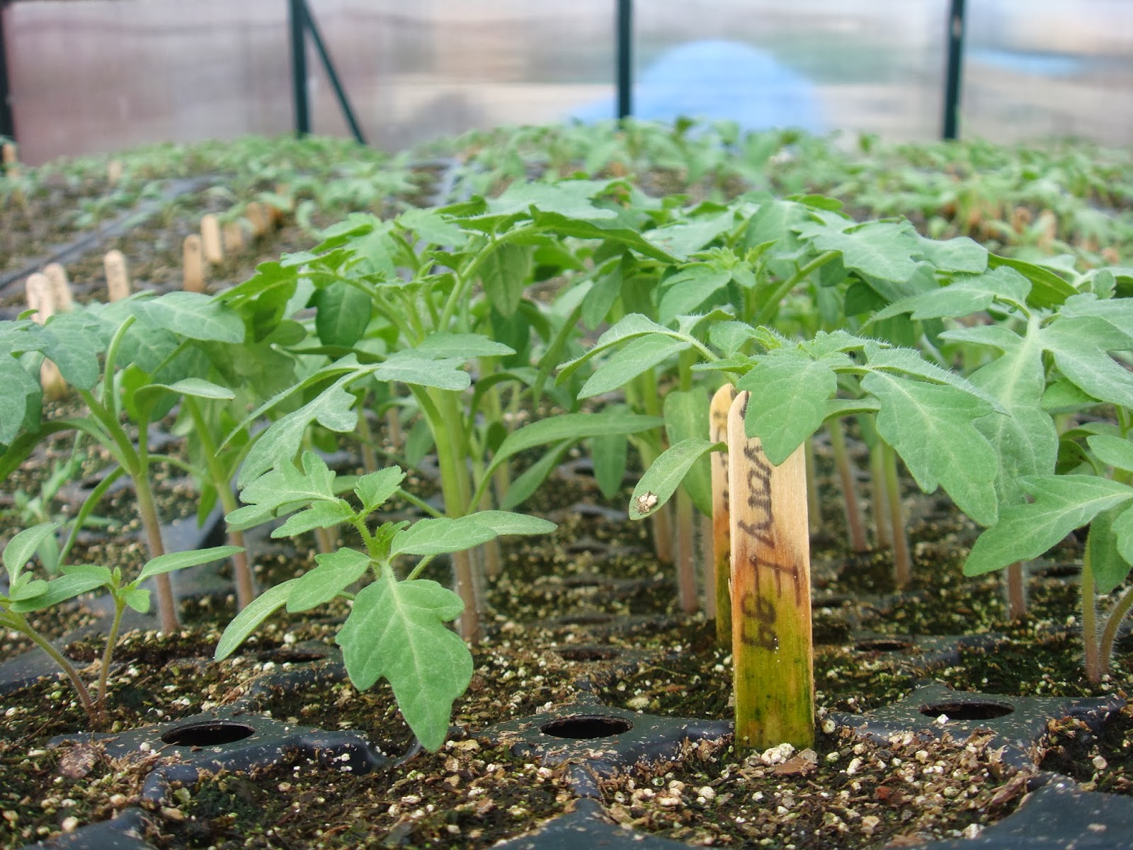 Rolling Prairie Acres FarmCSA, Orchard, Honey, Garlic Heirloom