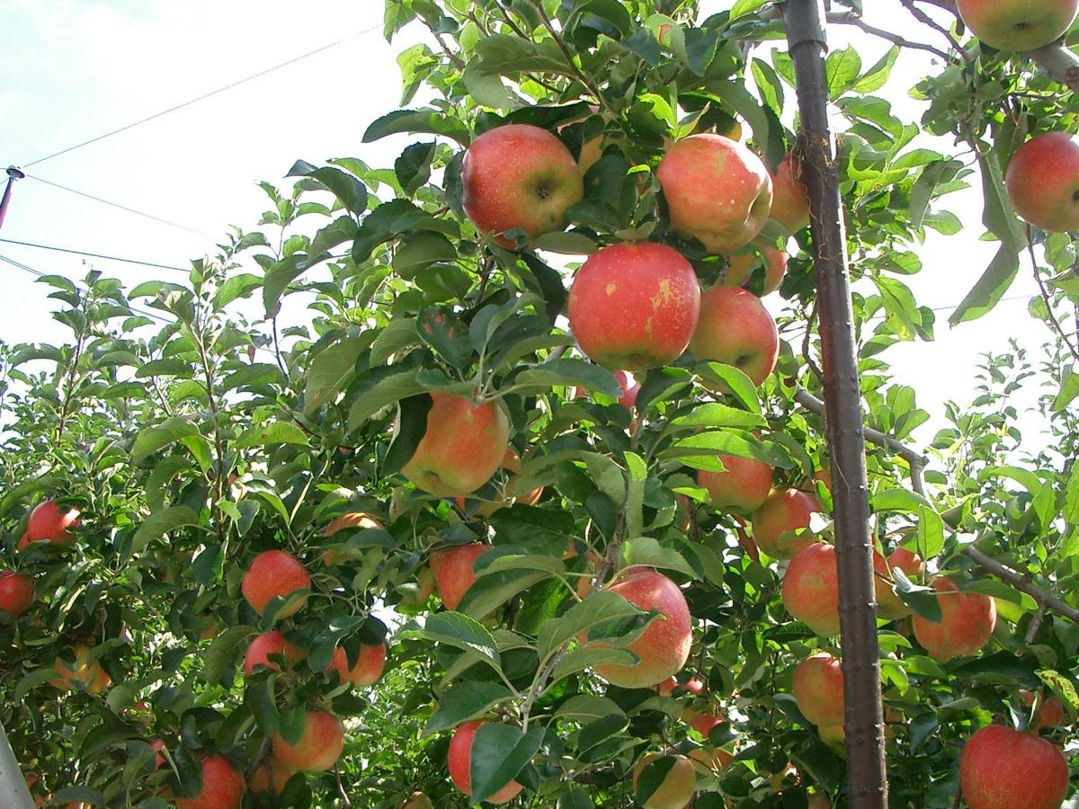 GALAJONAGOLDFUJİBRAEBURNGOLDEN DELİCİOUS PİNK LADY ELMA BAHÇESİ