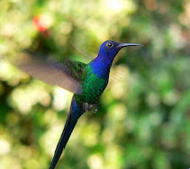 Beija-flor