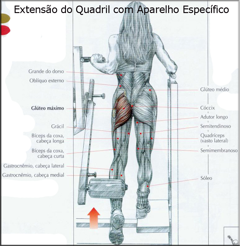 Agachamento Sumo = figura 1 sem pesos, figura 2 com halteres, figura 3 na  barra guiada Hack machine (smith)