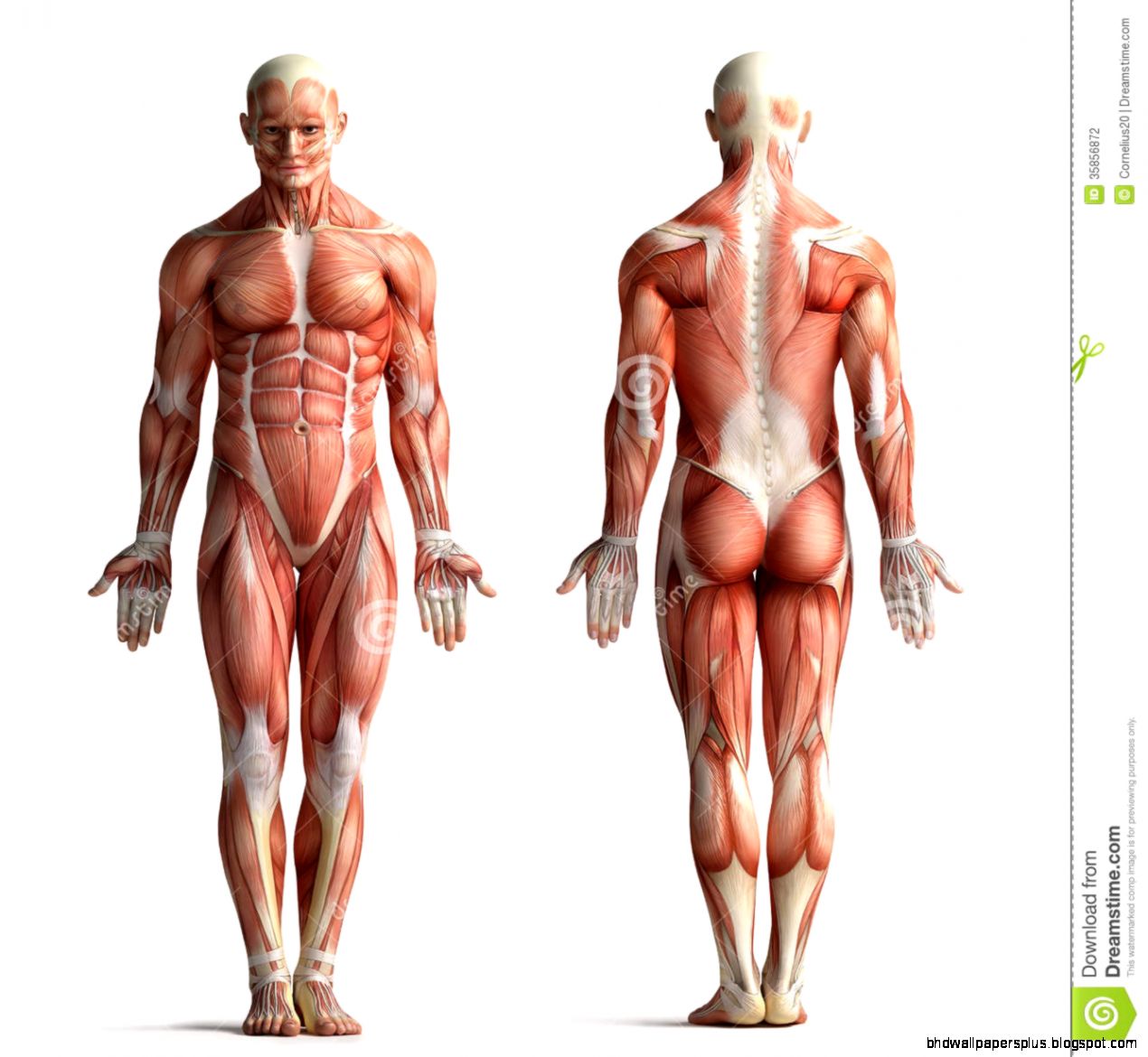 Male Anatomy View Stock Photography Image 35856872 Male Anatomy View Stock Photography Image 35856872