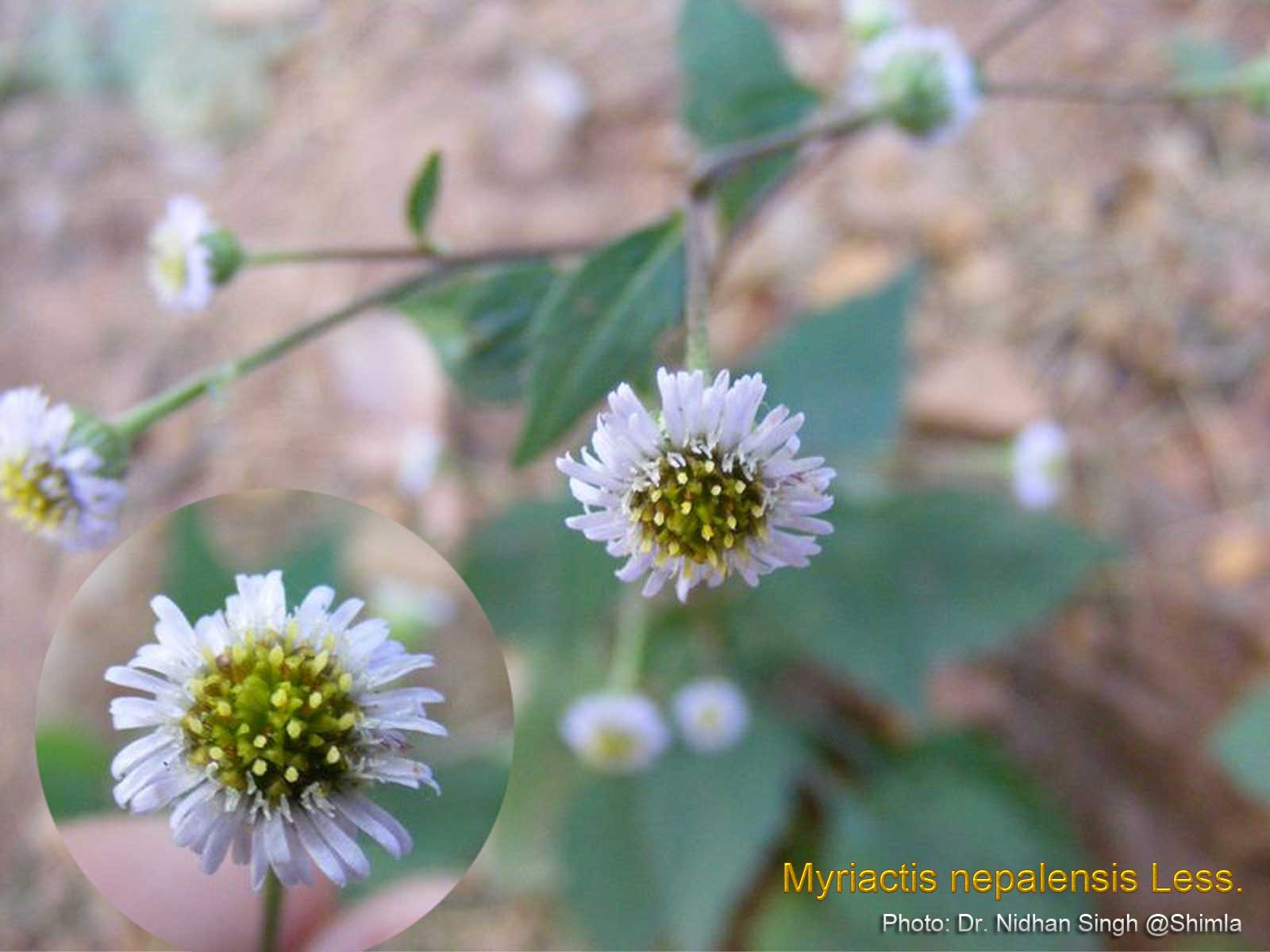 Medicinal Plants Myriactis nepalensis Nepal Myriactis Thuke phool