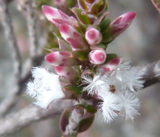 Here Are A Few More Flowers Beginning With Attenuatus Here Are A Few More Flowers Beginning With Attenuatus