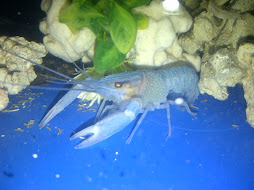 My Blue Little Lobster