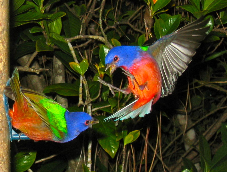 Phillip's Natural World Painted Bunting