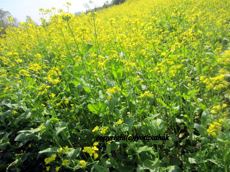 Mustard Oil Tori ko Tel (तोरी को तेल) Of Nepal