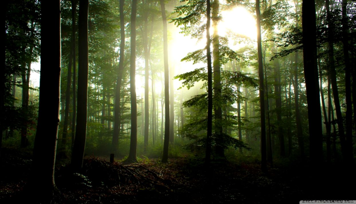 forest wallpaper hd forest wallpaper hd