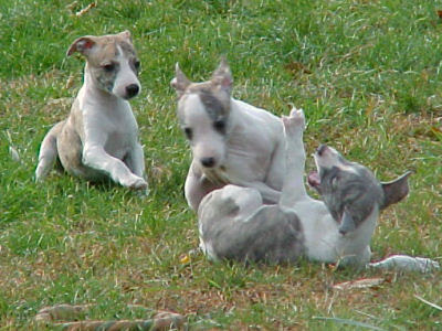 Whippet Dog Breed Pictures