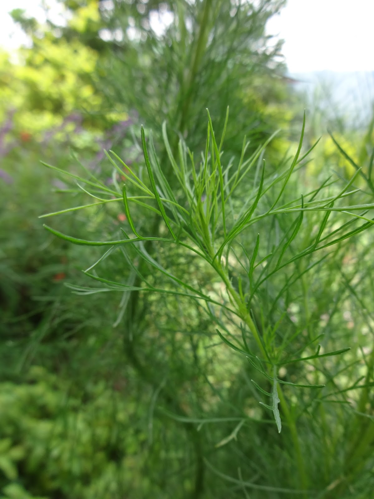 Herbs from Distant Lands Eupatorium capillifolium