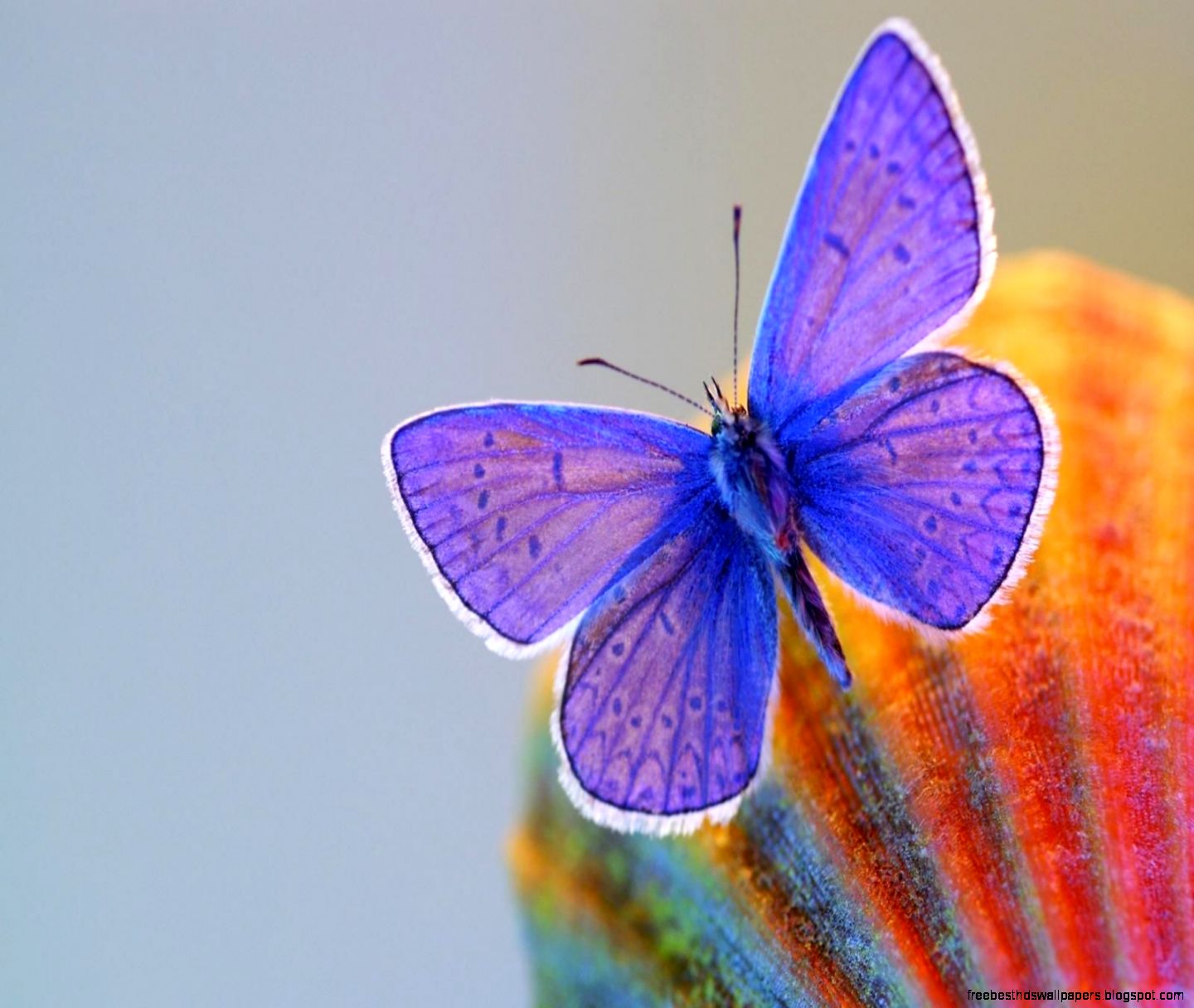 Butterflies Wallpaper for Laptop Free Download Butterflies Wallpaper for Laptop Free Download