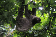 Today's sloth is having so much fun hanging around on his favorite branch . sloth 