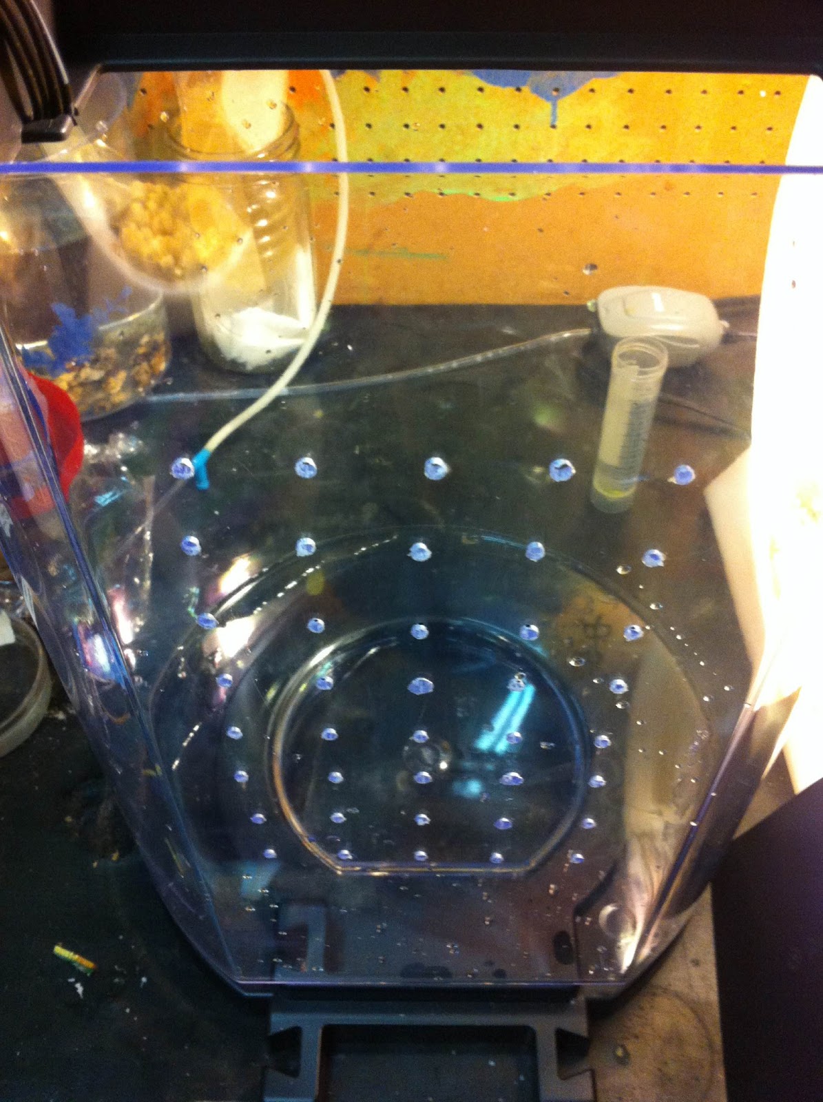 Raising Pet Jellyfish New DIY Jellyfish Tank