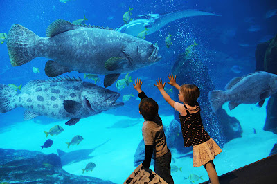 Georgia Aquarium Seen On www.coolpicturegallery.us