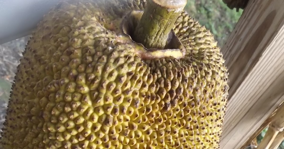 Vegans Living Off the Land My first Jackfruit & How to ripen if you