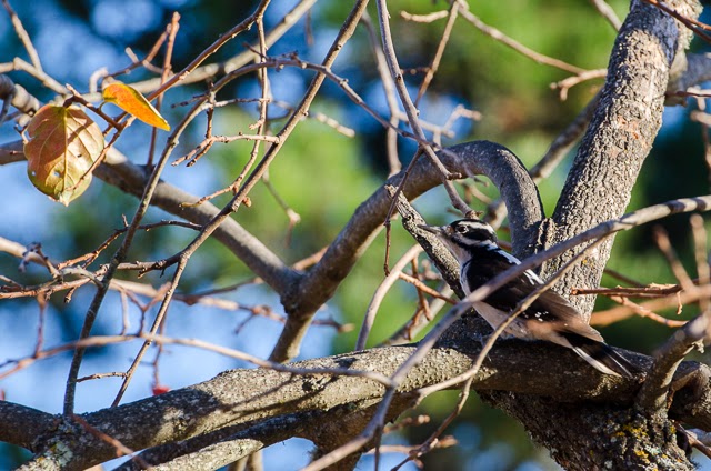 Dipper Ranch: A Persimmon in Every Pot - the Woodpeckers