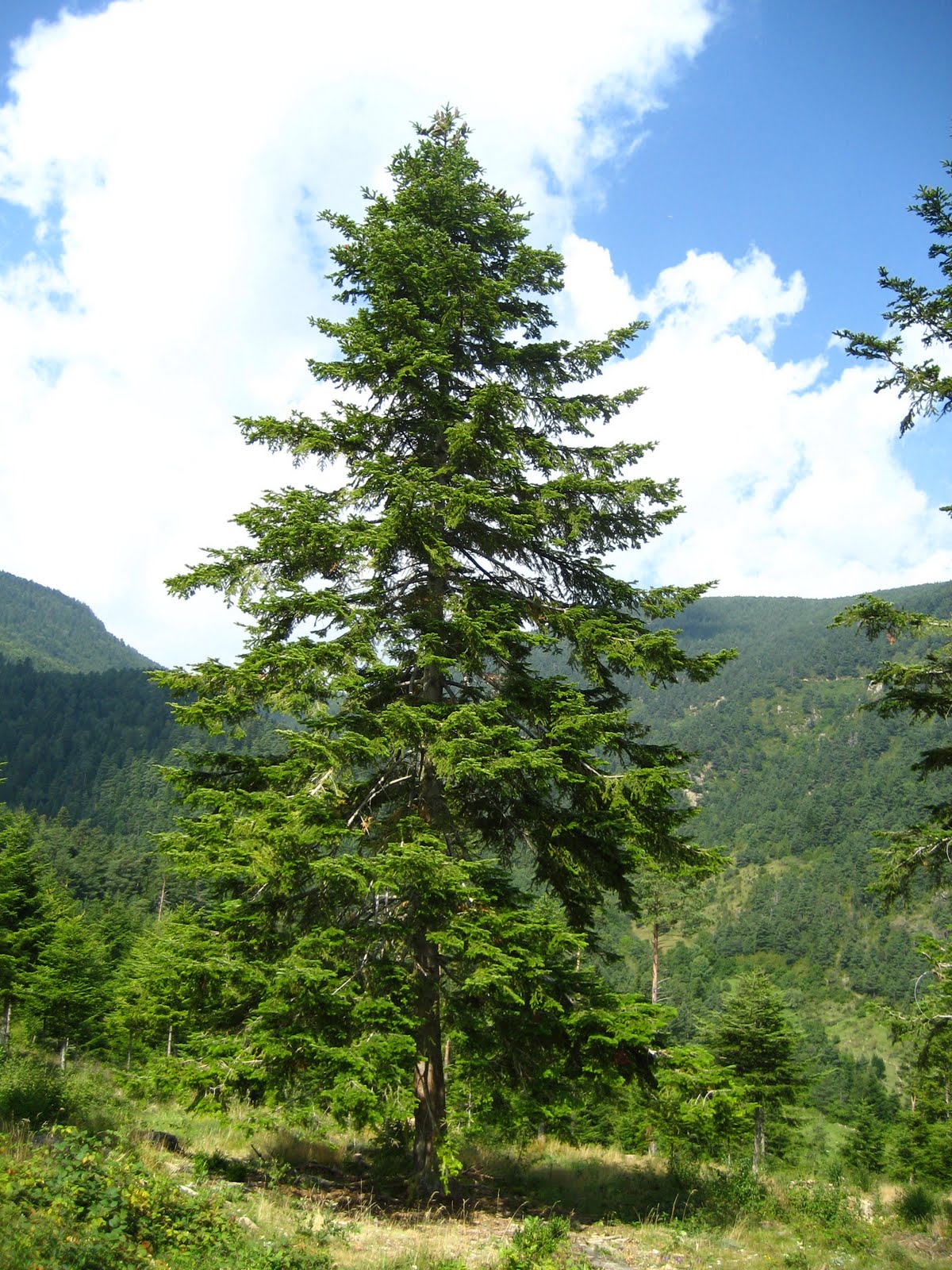 Avet/Aveto/Abies