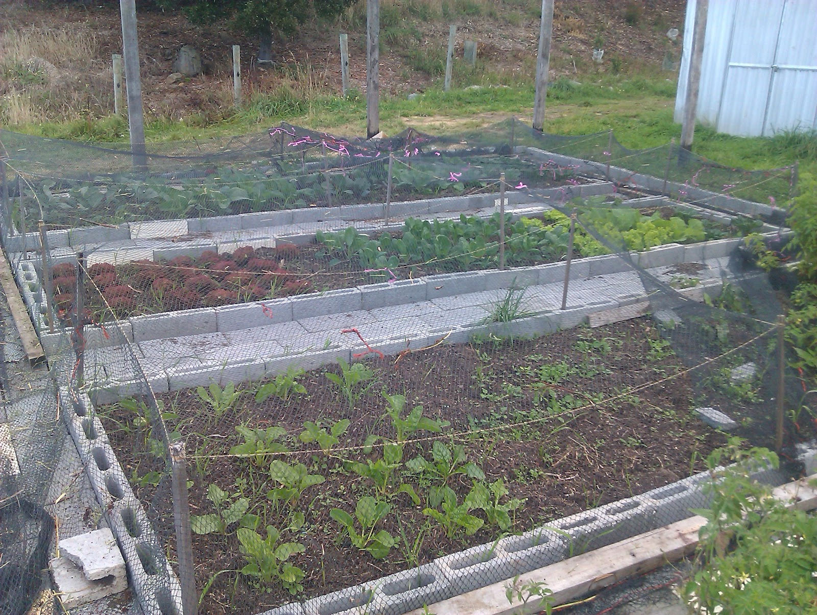 Hobart Kitchen Gardens Kingston Community Garden Gets Free Seedlings