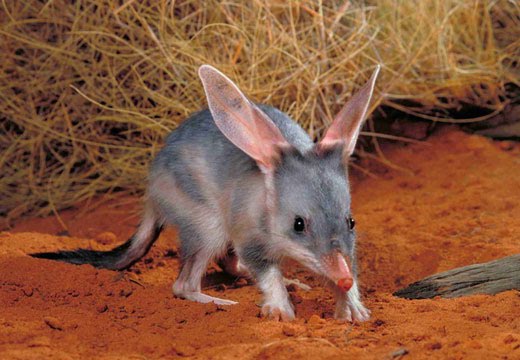 Conheça o marsupial que se parece com um rato e voa igual a um