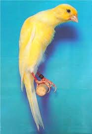 Kenari Lokal: gambar burung kenari