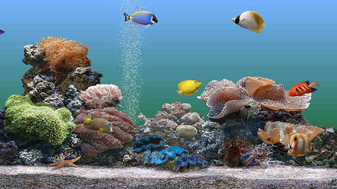 Windows Xp Aquarium Screensavers Download