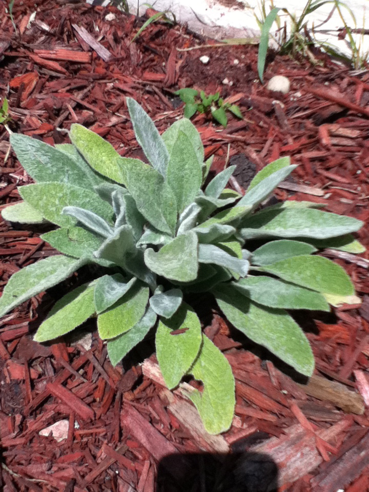 Green Girly Zone 3 Ground Cover Lamb's Ear