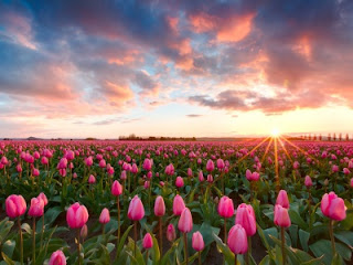 Tulipán, una flor con historia . atardecer campo de tulipanes