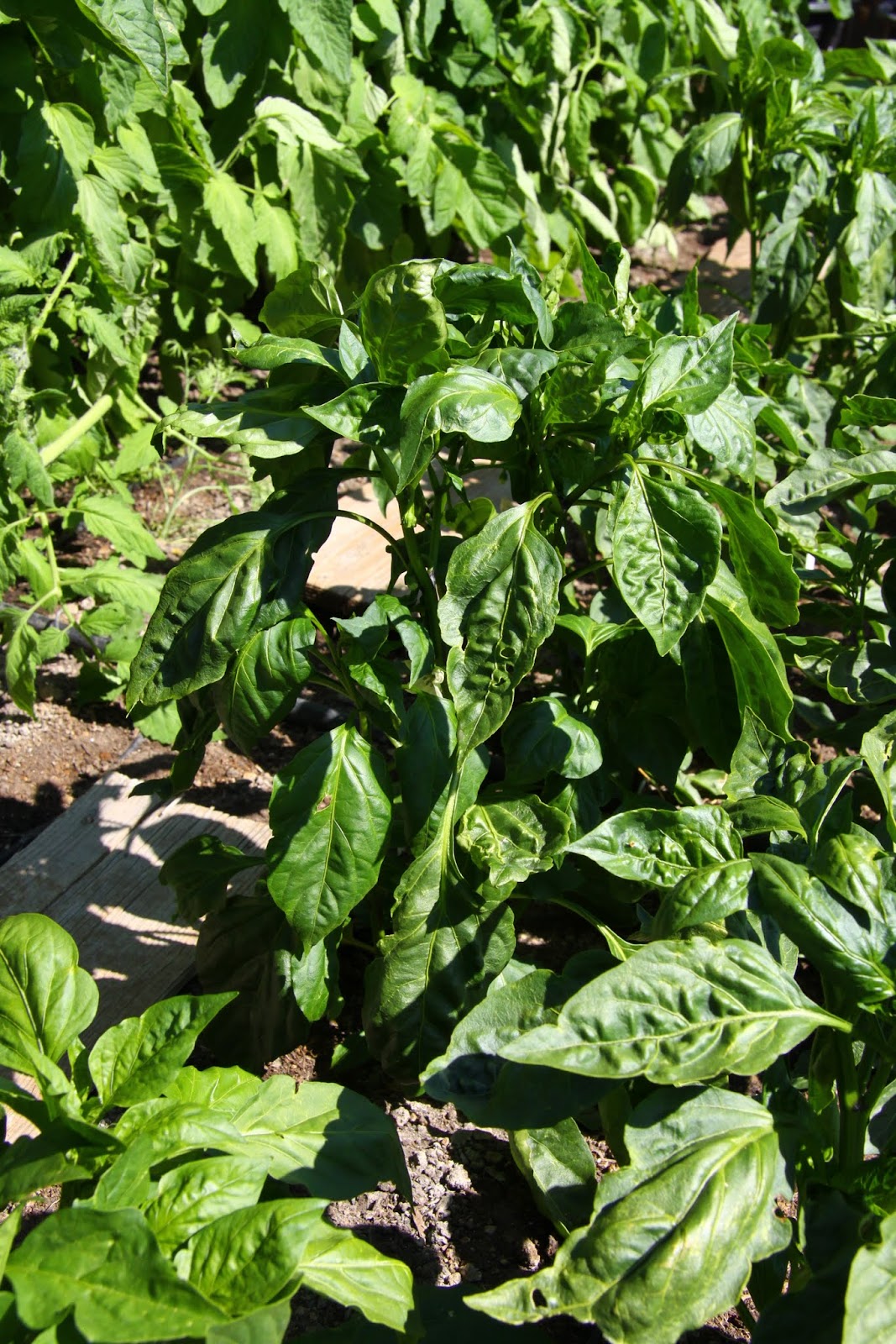 From Seed To Table 2015 Pepper Review