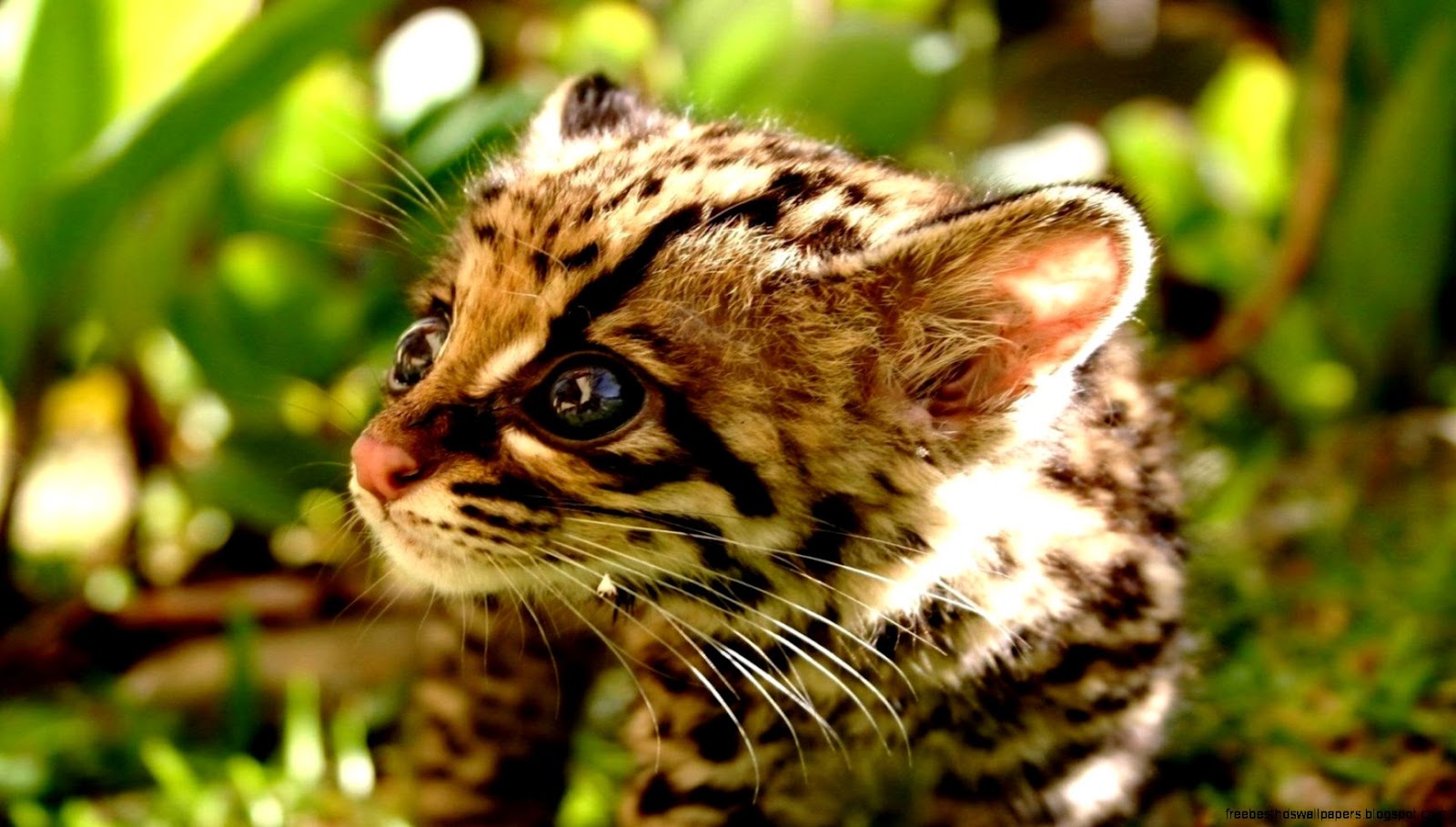 Baby Wild Animal Desktop Backgrounds Baby Wild Animal Desktop Backgrounds