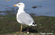 L.m.lusitanius Adult Setiembre / Iraila /   September