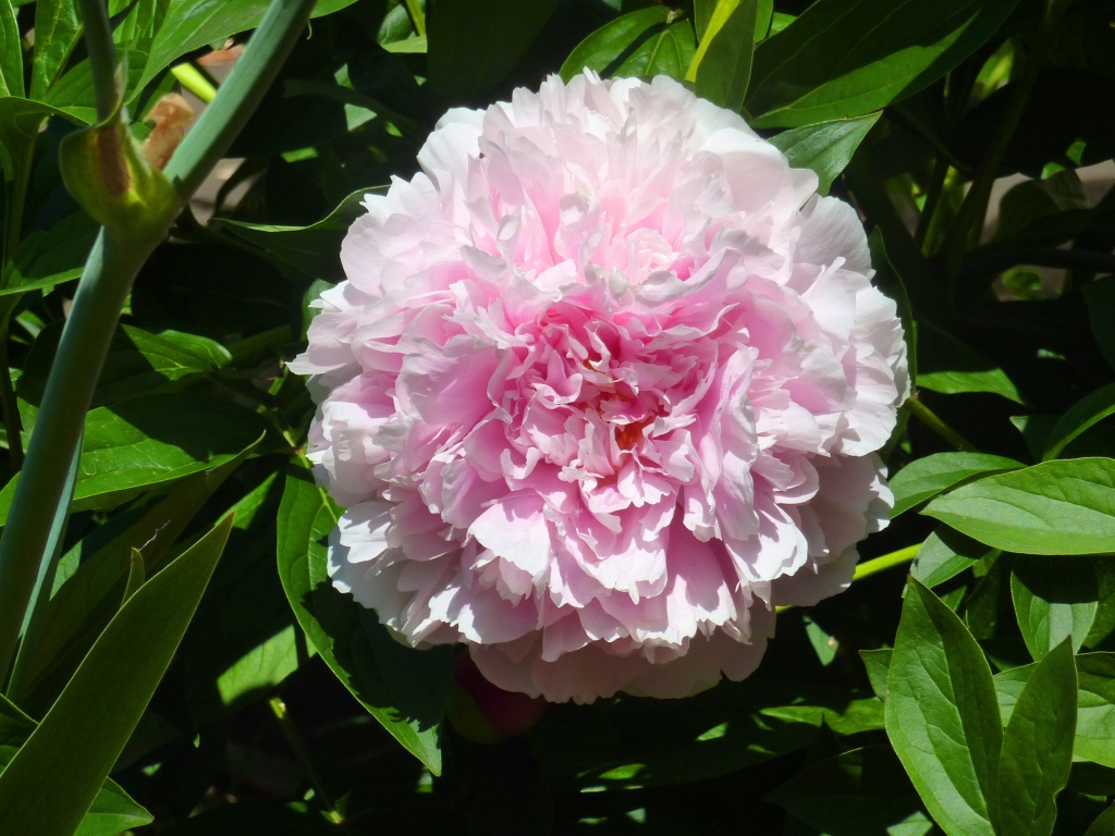 Nature and walks Pink A flower for cancer