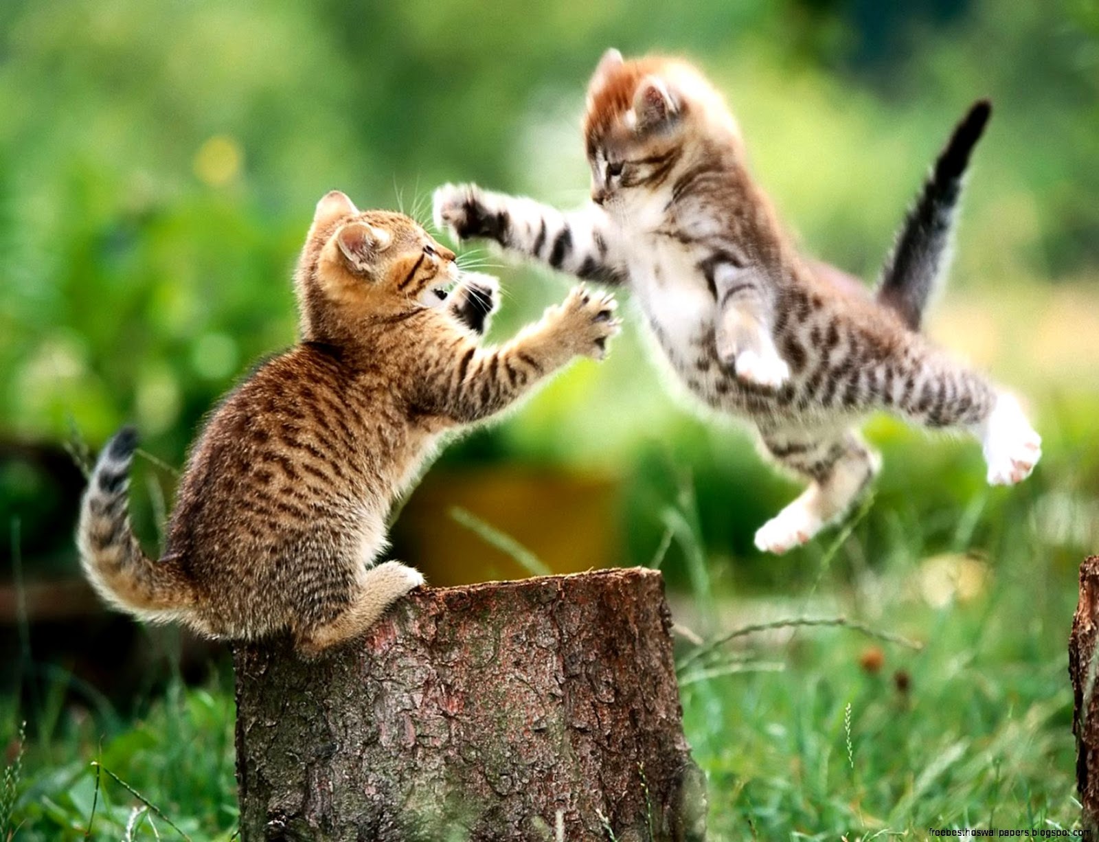 Cats Playing 1920x1440 43 Cats Playing 1920x1440 43