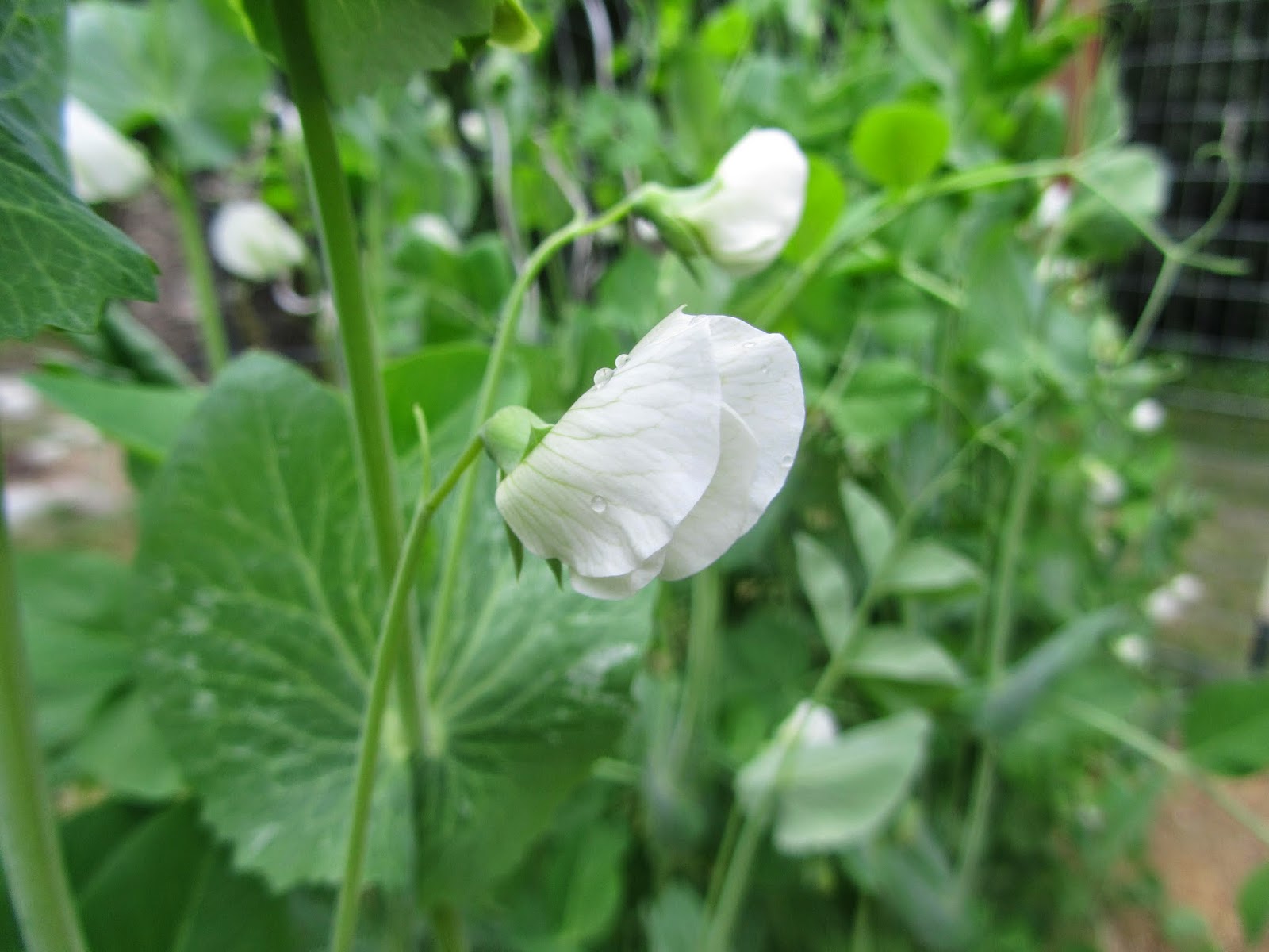 Jen & the Bean stalk Pea Blossoms