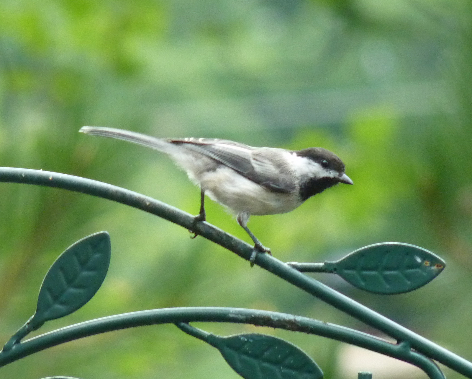 My Florida Backyard Life in a Northern Town