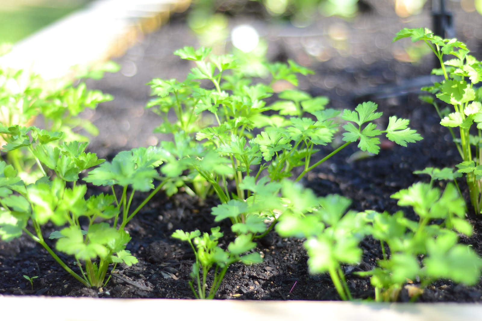 nz flavour plants still alive and growing