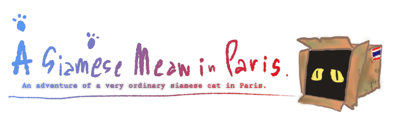 A Siamese Meow in Paris.