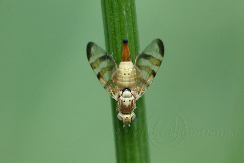 Terellia tussilaginis