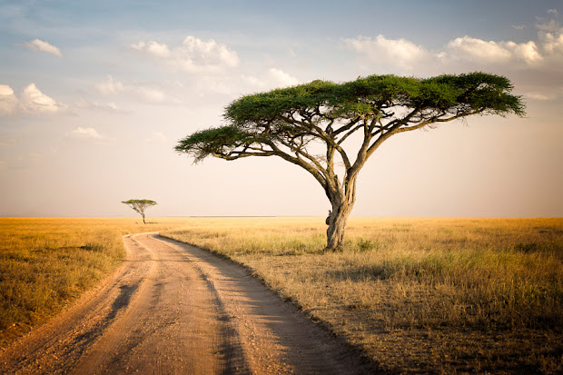 's travel world serengeti